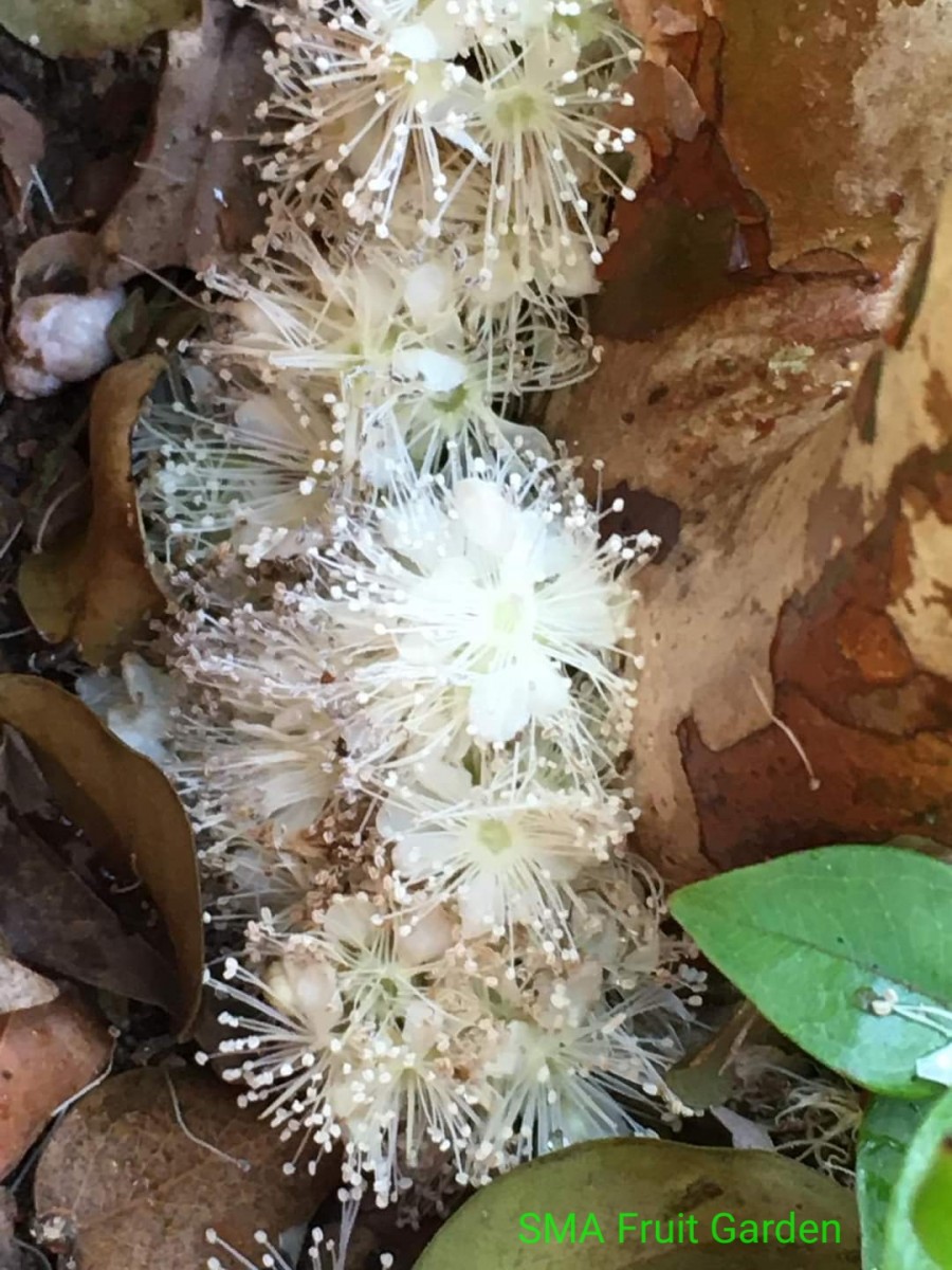 Plinia cauliflora (Mart.) Kausel